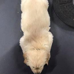 Golden Retriever and Pug Puppies from Oryan Goldens and Pugs