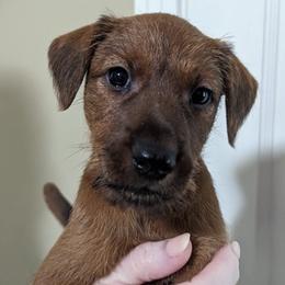 Red - Red male Irish Terrier puppy in Broadway, North Carolina from Detmore Kennels