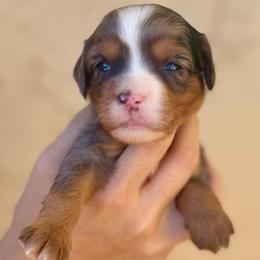 Parvati - Merle female Bernedoodle puppy in Gilbert, Arizona from Safe Havynn Doodles