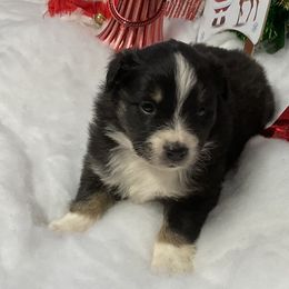 Sarah - Black tri female Miniature Australian Shepherd puppy in Signal Mountain, Tennessee from D & D Miniature and Toy Australian Sheppards