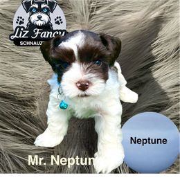 Neptune - Parti male Miniature Schnauzer puppy in Deltona, Florida from LIZ FANCY SCHNAUZERS