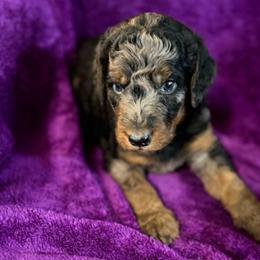 Sebastian - Parti male Poodle puppy in St. Johnsbury, Vermont from Poodles of the Northern Woods