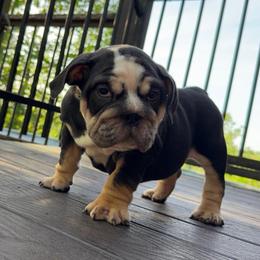 Skunk - Black tri-color male Bulldog puppy in Fort Oglethorpe, Georgia from Jhuntfrenchies