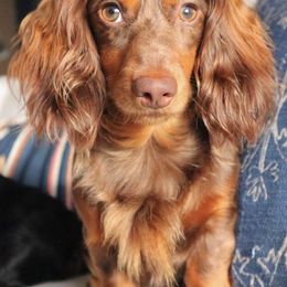 Dachshunds from Matthew's Dachshunds