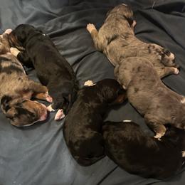 Bernedoodle puppies from Backwoods Bernedoodles