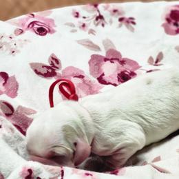 Cookies and Cream - Lemon and white female English Springer Spaniel puppy in Westover, Maryland from Sterling's springer Haven