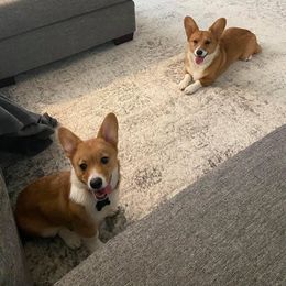 Pembroke Welsh Corgi Puppies from South Texas Blue Collar Corgis
