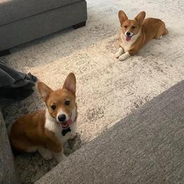 Pembroke Welsh Corgi Puppies from South Texas Blue Collar Corgis