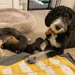 Schnoodle Puppies from Noodle Tings Puppies