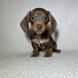 Axel - Chocolate and tan male Dachshund puppy in Branford, Florida from Mbjs Doxies and chihuahuas