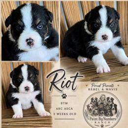 Riot - Black tri-color male Australian Shepherd puppy in Magee, Mississippi from Paint ByNumbers Ranch
