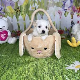 Olly - White and tan male Morkie puppy in Davie, Florida from Sweet Peluditos