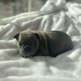 Anna - Blue female French Bulldog puppy in Salisbury, Maryland from 77 Frenchies Maryland