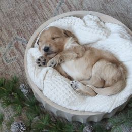 Willow - Cream female Goldendoodle puppy in Temecula, California from Temecula Creek Doodles