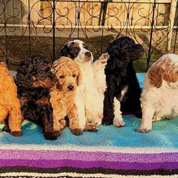 Poodle puppies from Jewells Poodles
