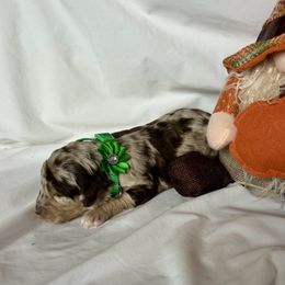 Glimmer - Red merle female Miniature Australian Shepherd puppy in Edgar Springs, Missouri from Scott’s Aussies LLC
