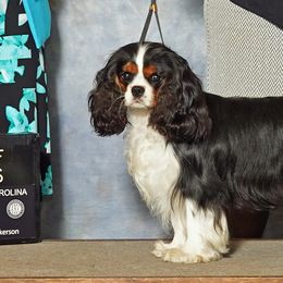 Australian Shepherds and Cavalier King Charles Spaniels from FairWilde