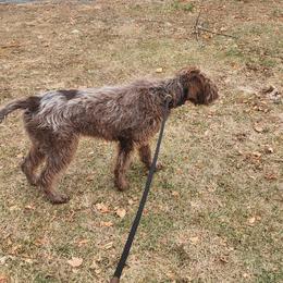 Jewels - Wirehaired Pointing Griffon