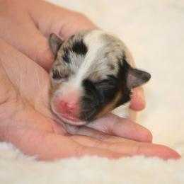 Blue Merle - Blue merle and white female American Corgi puppy in Clovis, New Mexico from Sweet & Salty Cowdogs