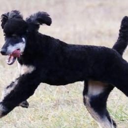 Goldendoodles and Poodles from Poodlesndoodles