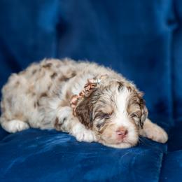 Aussiedoodle Puppies from Dani's Dandy Doodles