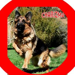 Charisma - German Shepherd