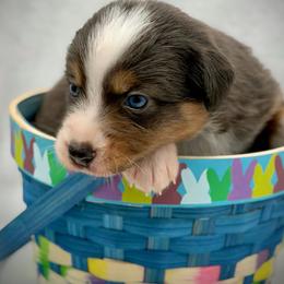 Girl 4 - Dilute blue female Australian Shepherd puppy in Cape Girardeau, Missouri from Real McCoy Australian Shepherds