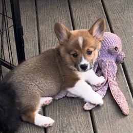 Male 3 - Sable male Pembroke Welsh Corgi puppy in Moundville, Alabama from Cartee Corgis - Debi Cartee Mills