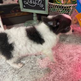 TOBY - Black and white male Chihuahua puppy in Honea Path, South Carolina from Deerfield Acres Canine Companions