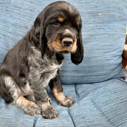 Sequoia (Green) - Black white and tan female English Springer Spaniel puppy in Conifer, Colorado from Majestic Mountain Springs