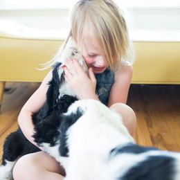 Old English Sheepdog and Sheepadoodle Puppies from Doodlefolk