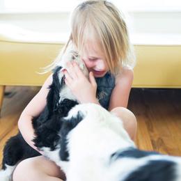 Old English Sheepdog and Sheepadoodle Puppies from Doodlefolk