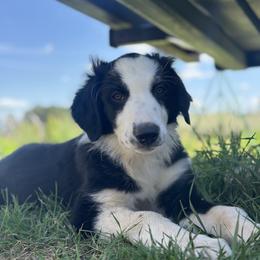 English Shepherd Puppies from Organic Heritage English Shepherds