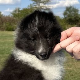 Percy - Black and white male Shetland Sheepdog puppy in Indianola, Iowa from Kell Shelties