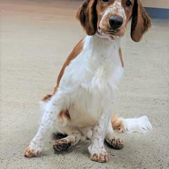 Welsh Springer Spaniel Puppies from Juniper Welsh Springer Spaniels