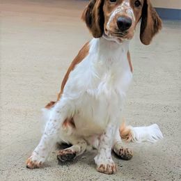 Welsh Springer Spaniel Puppies from Juniper Welsh Springer Spaniels