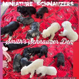 Cocker Spaniels and Miniature Schnauzers from Smith’s Schnauzer Den