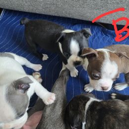 Boston Terrier Puppies from Campos Farms