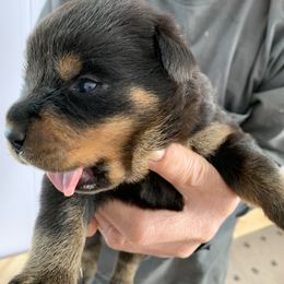 Rottweiler Puppies from Lori's Rottweilers