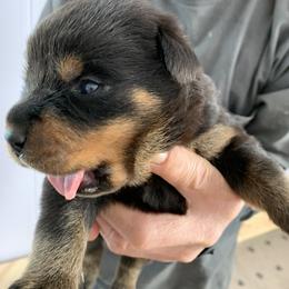 Rottweiler Puppies from Lori's Rottweilers
