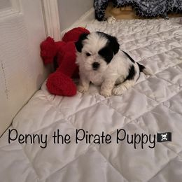 Shih Tzu Puppies from Little Lion Puppies