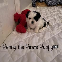 Shih Tzu Puppies from Little Lion Puppies