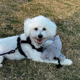 Poodles from Little Legacy Puppies