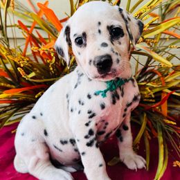 Green collar - White and black male Dalmatian puppy in Westhoff, Texas from Smart Dalmatians