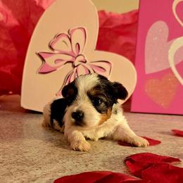 Milo - Parti male Yorkshire Terrier puppy in Callahan, Florida from Nikki's Precious Yorkies