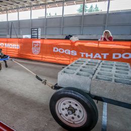 Boerboel All Grown Up from Romboel farm dogs