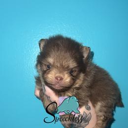 Hades- 3500.00 dollars - Chocolate and tan male Pomeranian puppy in Perry County, Ohio from Speechless Pom’s