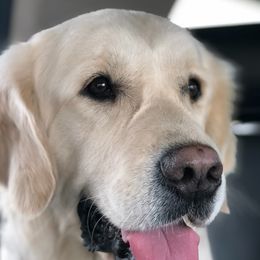 Hope - Golden Retriever