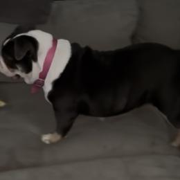 Bluey - Bulldog