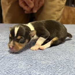 Cody - Black white and tan male Rat Terrier puppy in Gonzales, Texas from Sunshine Deckers